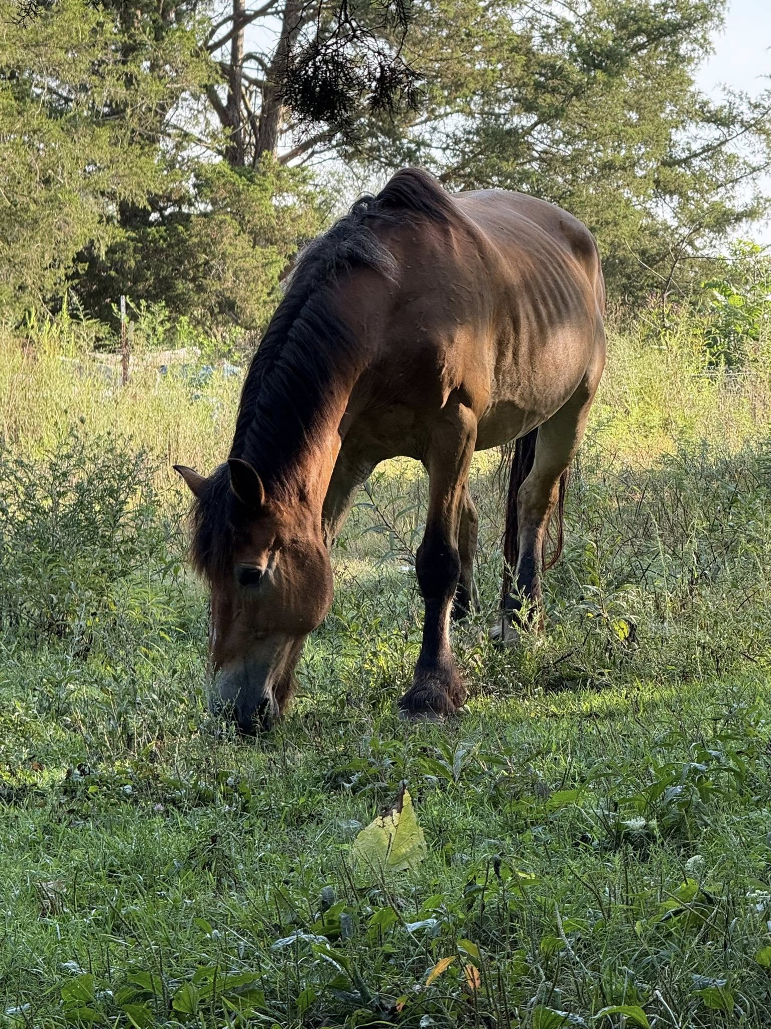 Sunlight through trees
