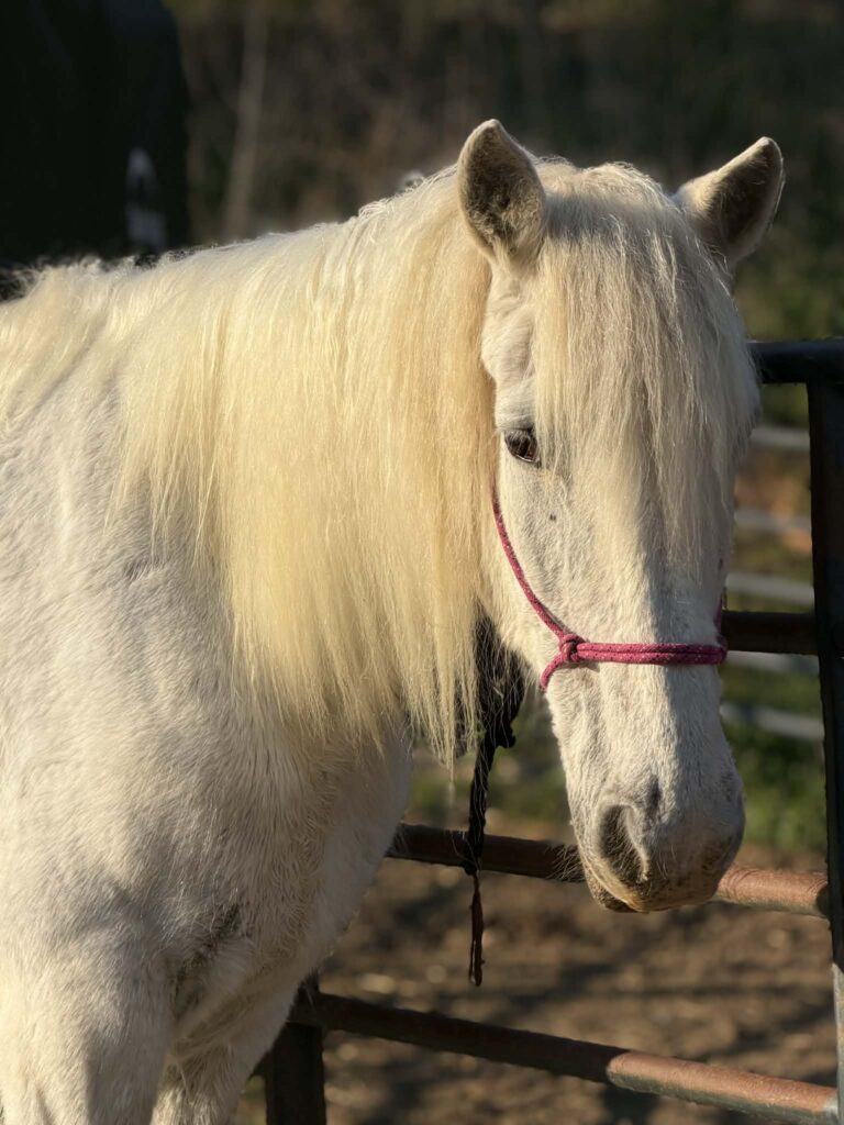 A white horse at the Russell Ranch.