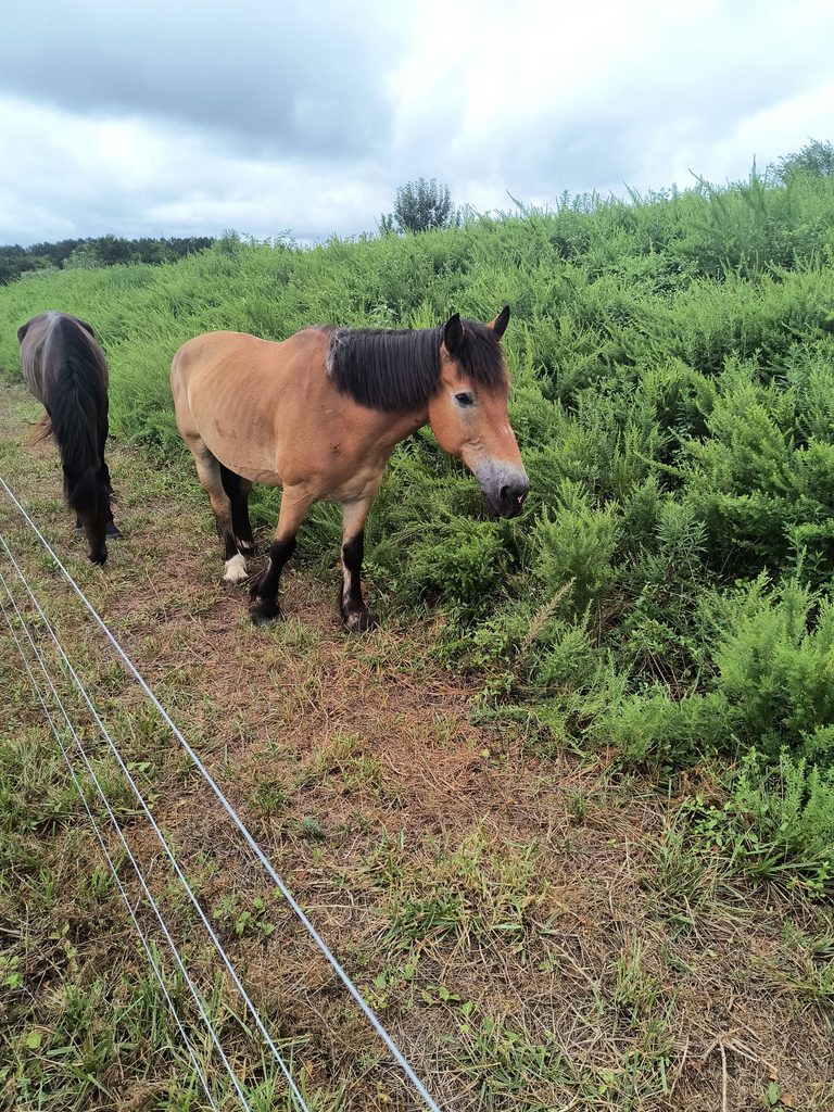 Dutton standing in the pasture with another horse.