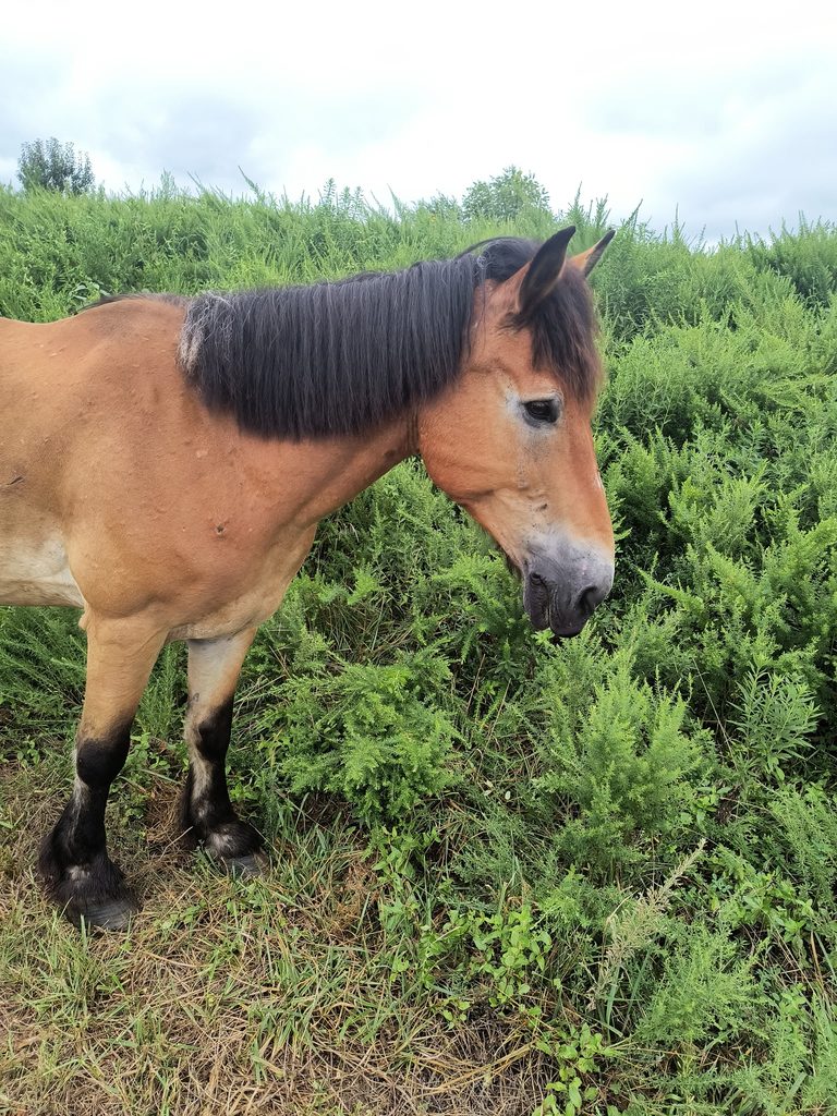 Dutton standing among green pasture plants.