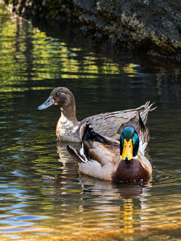 Two ducks swimming in sunlit water, with a green-headed duck in the foreground.
