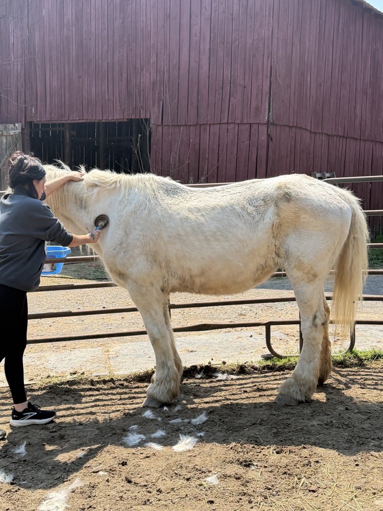 Luna-Bell being brushed beside the red Ranch barn.