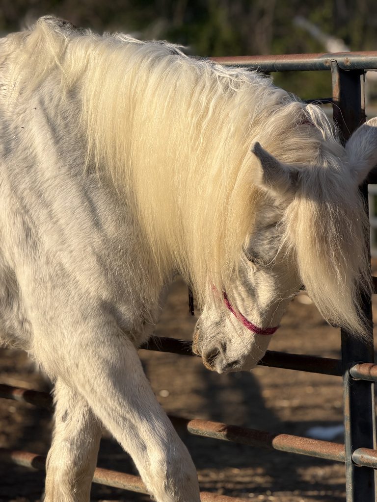 Luna-Bell, a white Percheron, standing beside the Ranch fence in warm sunlight.