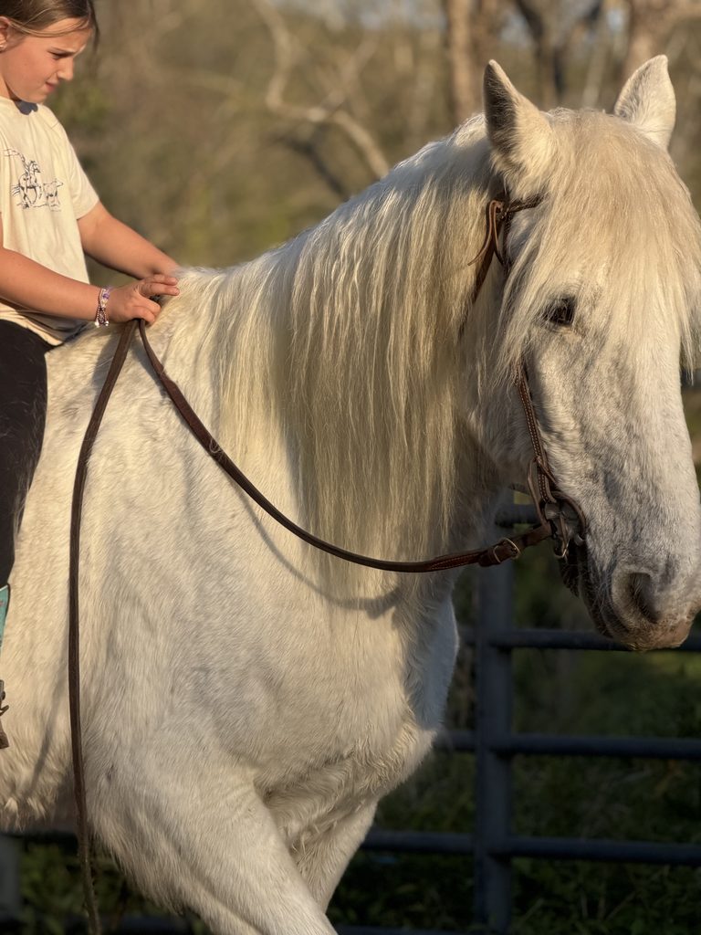 A close view of Luna-Bell with a rider at the Ranch.