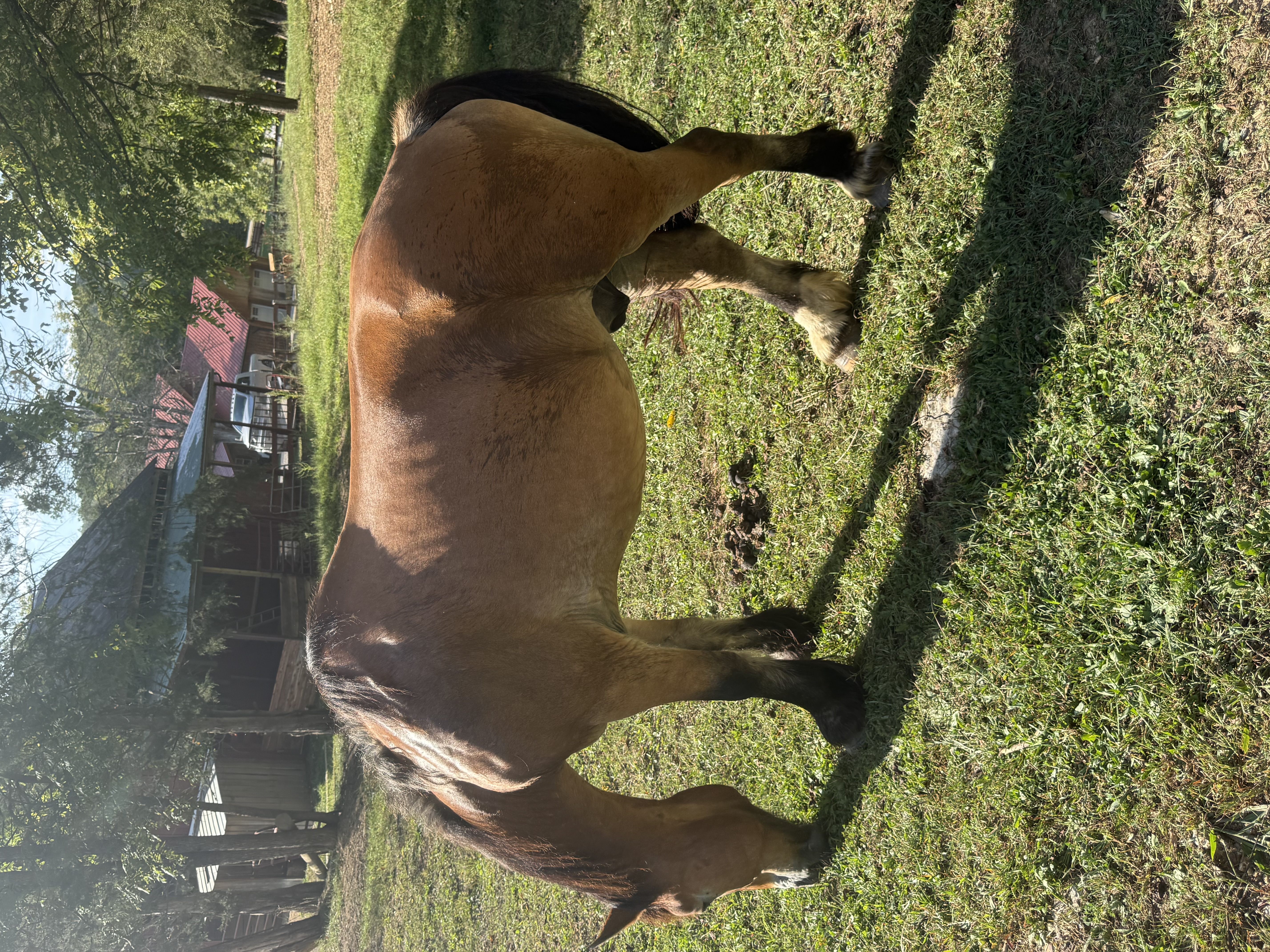 Dutton grazing in sunlight near the Ranch barn.