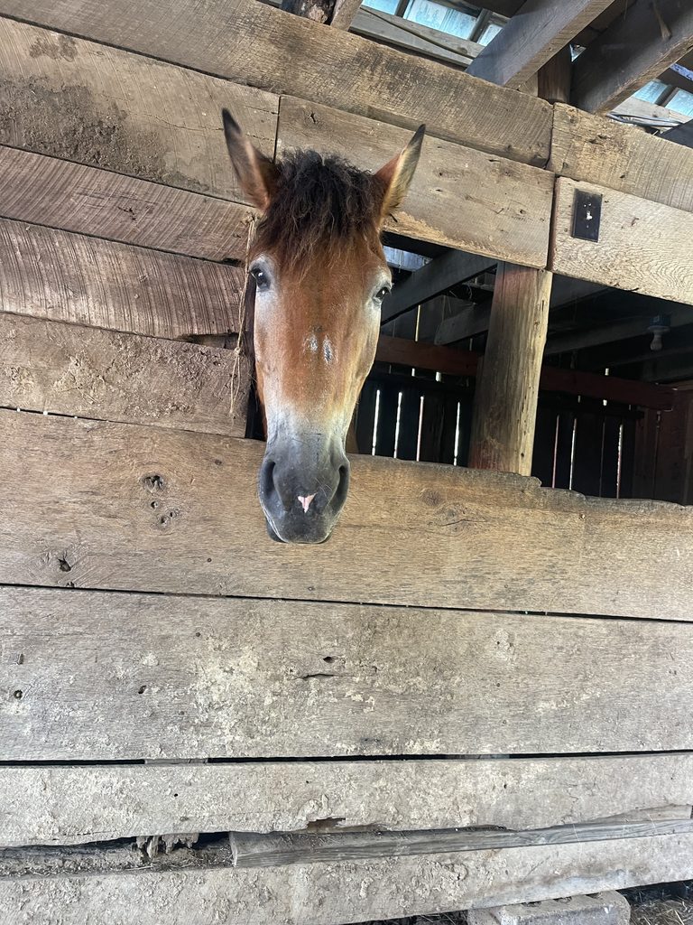 Dutton looking out through the wooden Ranch stall.