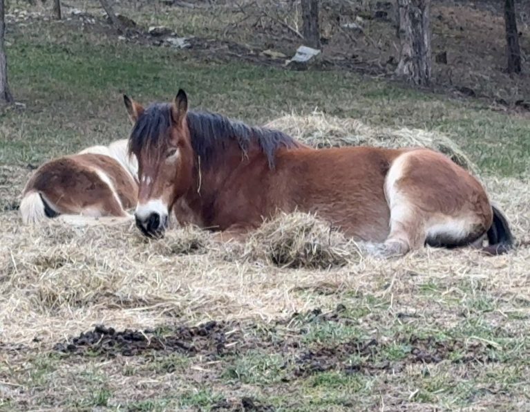 Dutton resting in hay with a pasture companion after a year at the Ranch.