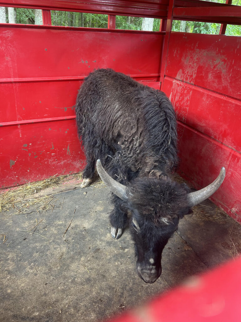 Black yak with curved horns standing inside a red livestock trailer.