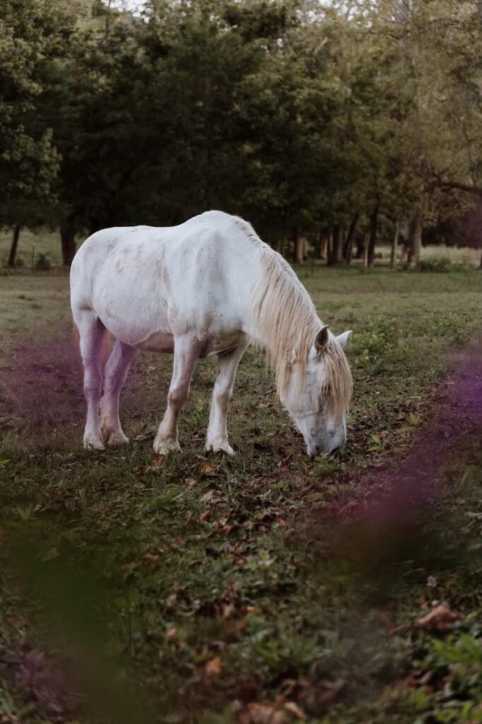 Luna-Bell, a white horse, grazing in a tree-lined pasture.