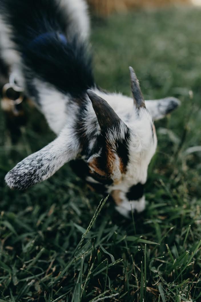 A black, white, and brown goat grazing in green grass.