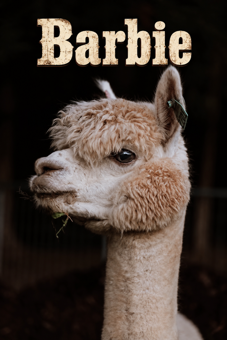Barbie, a cream-colored alpaca, with her name above the portrait.