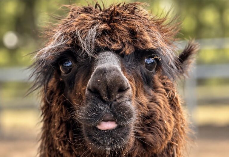 Close-up of Elvis, a brown alpaca, with his tongue showing.