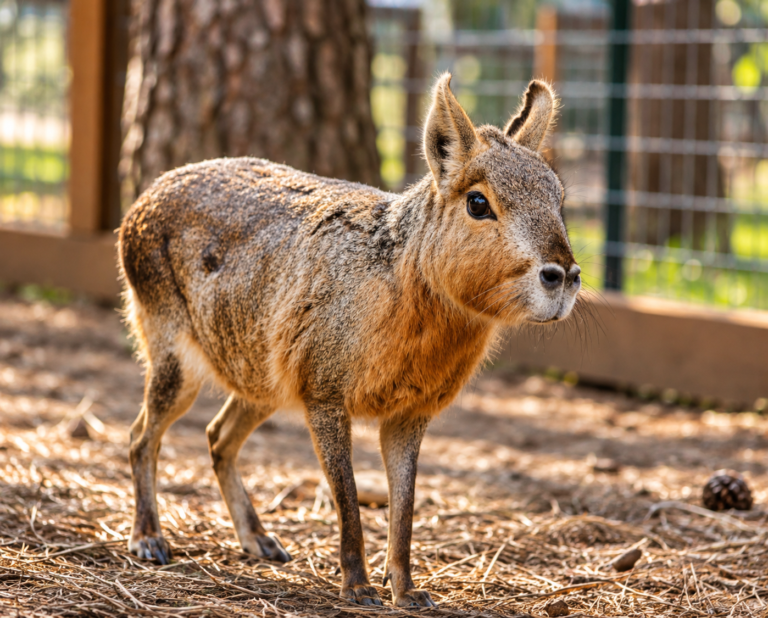 A Patagonian cavy standing in a sunlit enclosure beside a tree and fence.