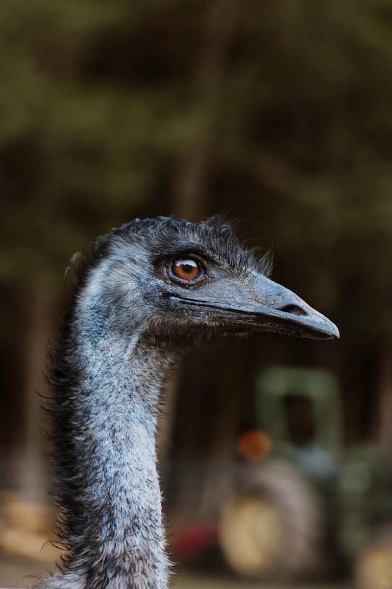 Close-up portrait of an emu at the Ranch.